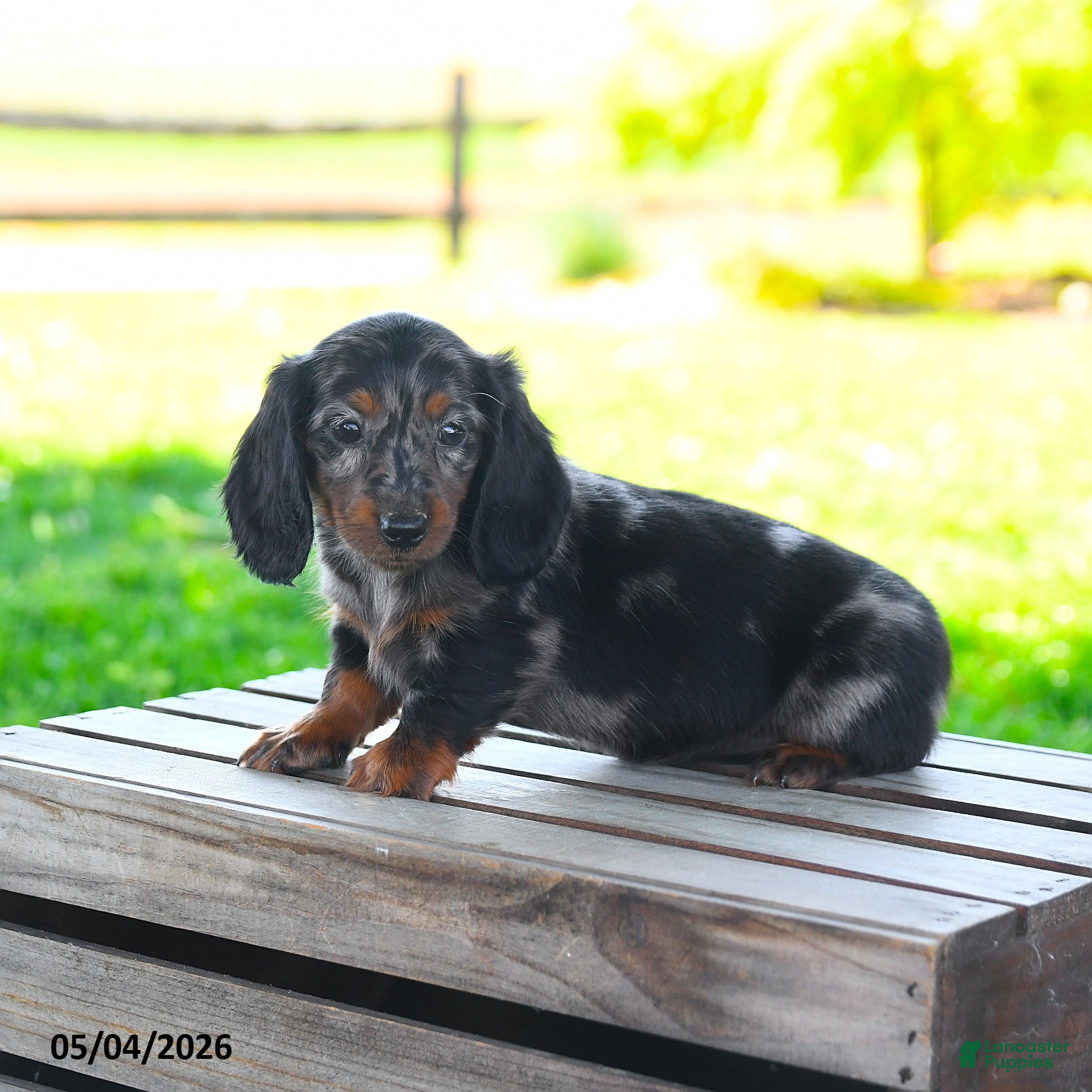 Miniature Dachshund dogs for sale: Shiloh - Ad 1