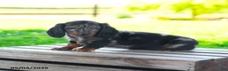 Miniature Dachshund dogs for sale: Shiloh - Ad 2