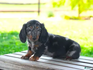 Miniature Dachshund dogs for sale: Shiloh - Ad 1
