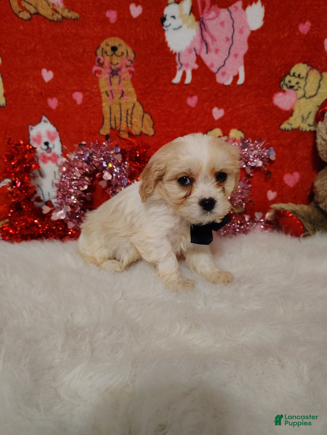 Cavapoo dogs for sale: Presley - Ad 4
