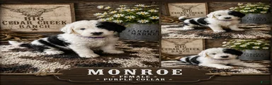 Monroe