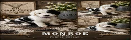 Sheepadoodle dogs for sale: Monroe - Ad 1