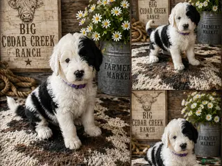 Sheepadoodle dogs Monroe - Ad 10