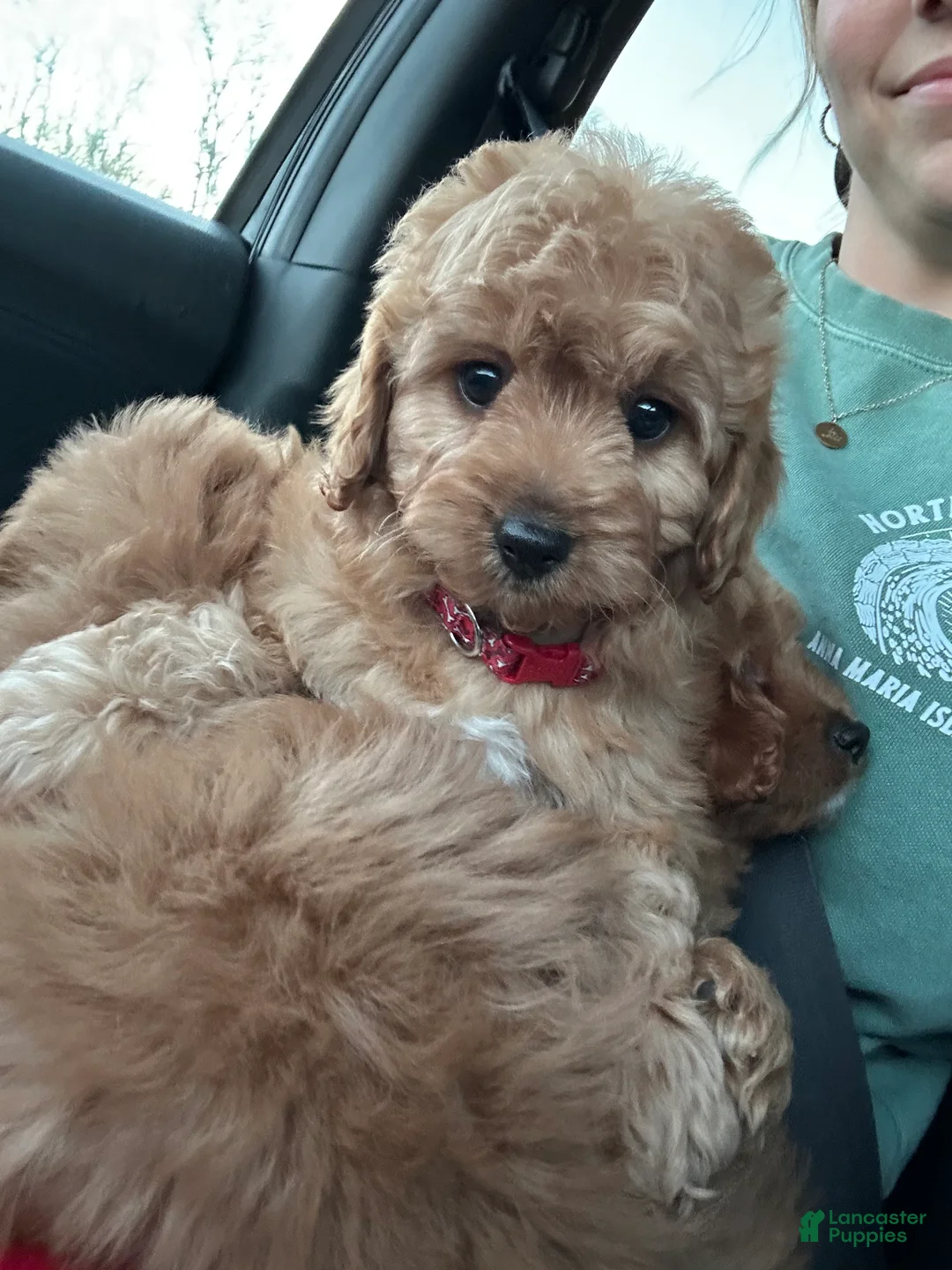 Cavapoo dogs for sale: Simon - Ad 5
