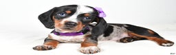 Miniature Dachshund dogs for sale: Katie - Ad 7