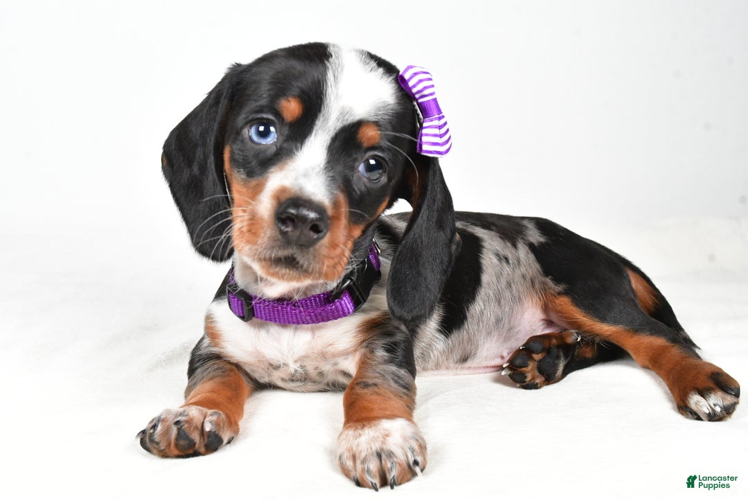 Miniature Dachshund dogs for sale: Katie - Ad 7
