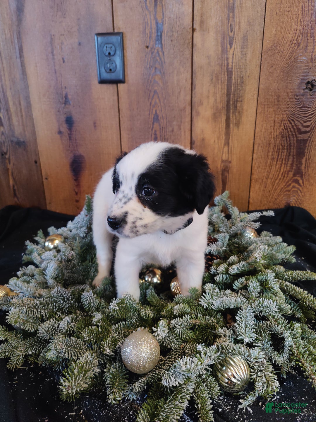 Mixed Breed dogs for sale: Florence  - Ad 6