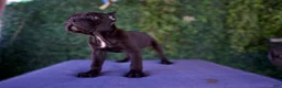 Cane Corso dogs for sale: Channel - Ad 5