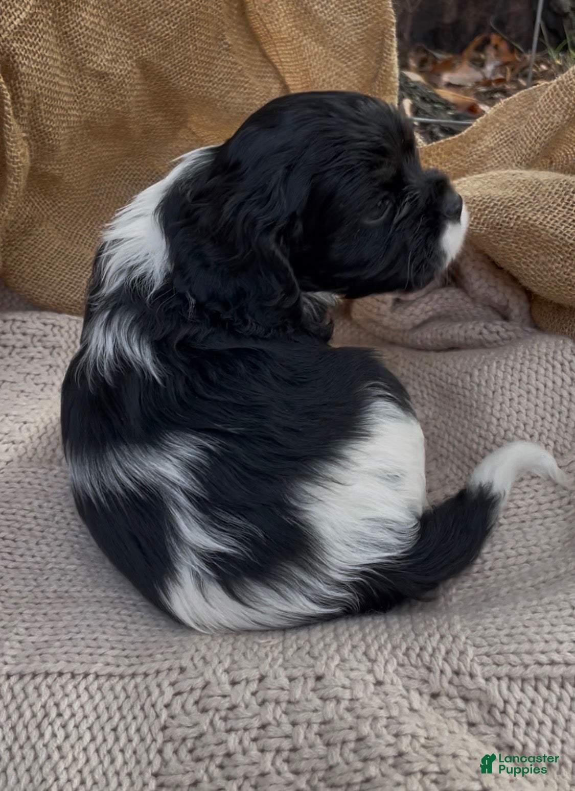 Mixed Breed dogs Zoë - Ad 2