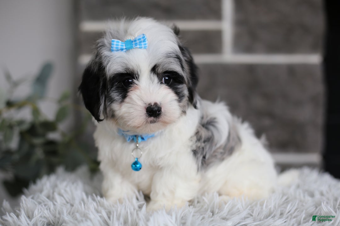 Maltipoo dogs for sale: Sapphire - Ad 13