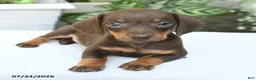 Miniature Dachshund dogs for sale: Dorian - Ad 3