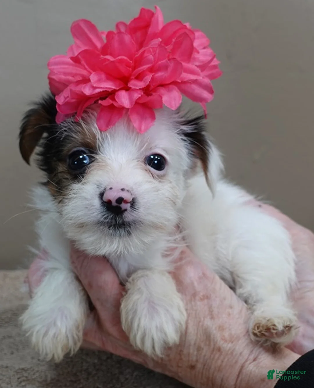 Yorkshire Terrier dogs for sale: Kiko girl - Ad 9