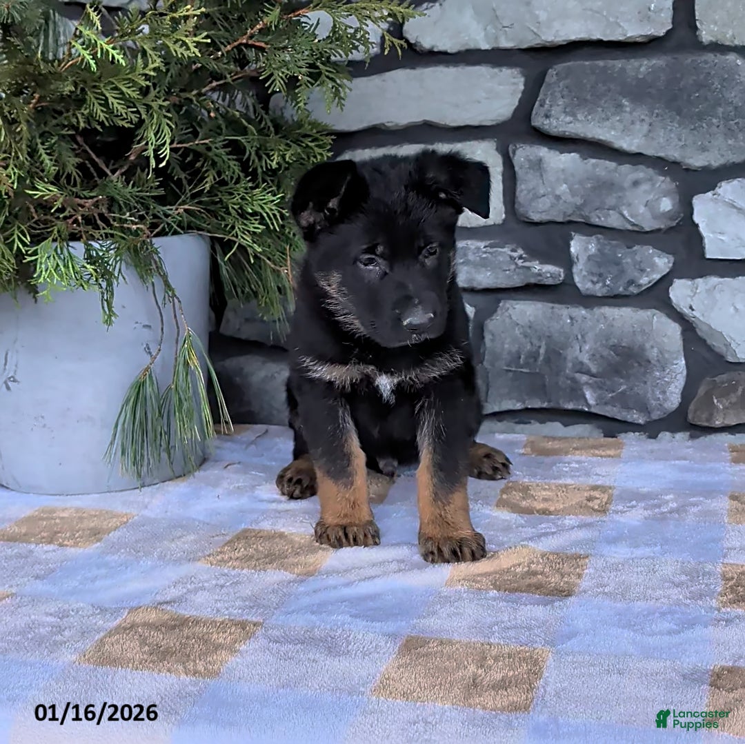 German Shepherd dogs for sale: Bingo - Ad 1