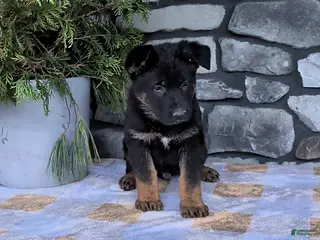 German Shepherd dogs Bingo - Ad 22