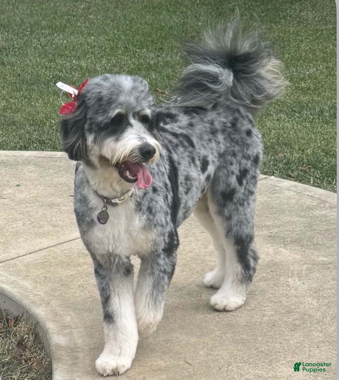 Mixed Breed dogs for sale: Mixed Breed Puppy 1 - Ad 10