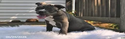 Frenchton dogs for sale: Rufus - Ad 8