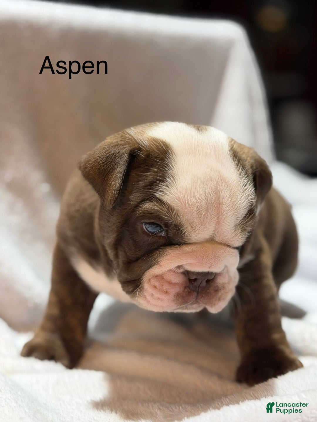 English Bulldog dogs for sale: English Bulldog Puppy 1 - Ad 7