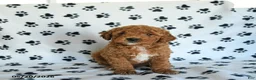 Mini Goldendoodle dogs for sale: Ruckus - Ad 3