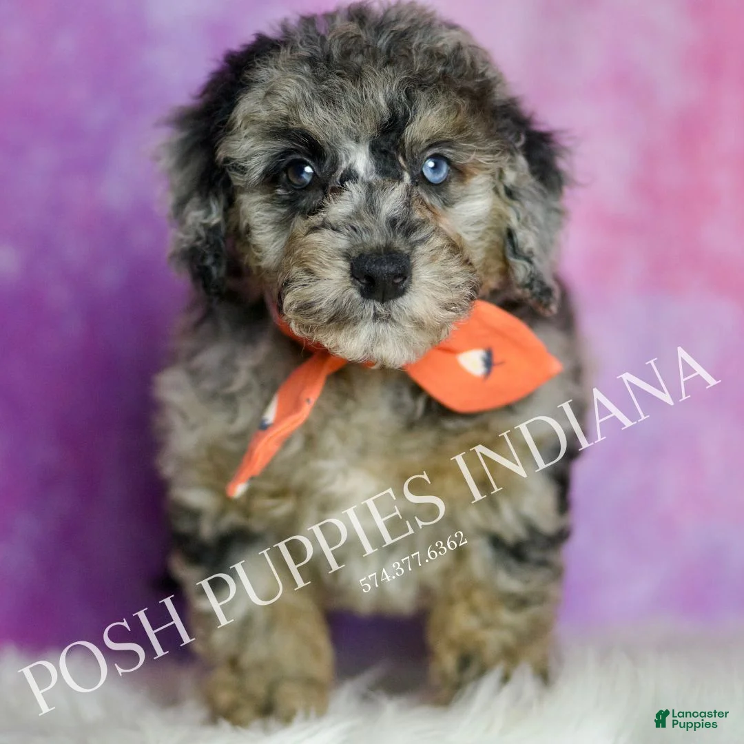 Standard Poodle dogs for sale: Levi - Ad 2