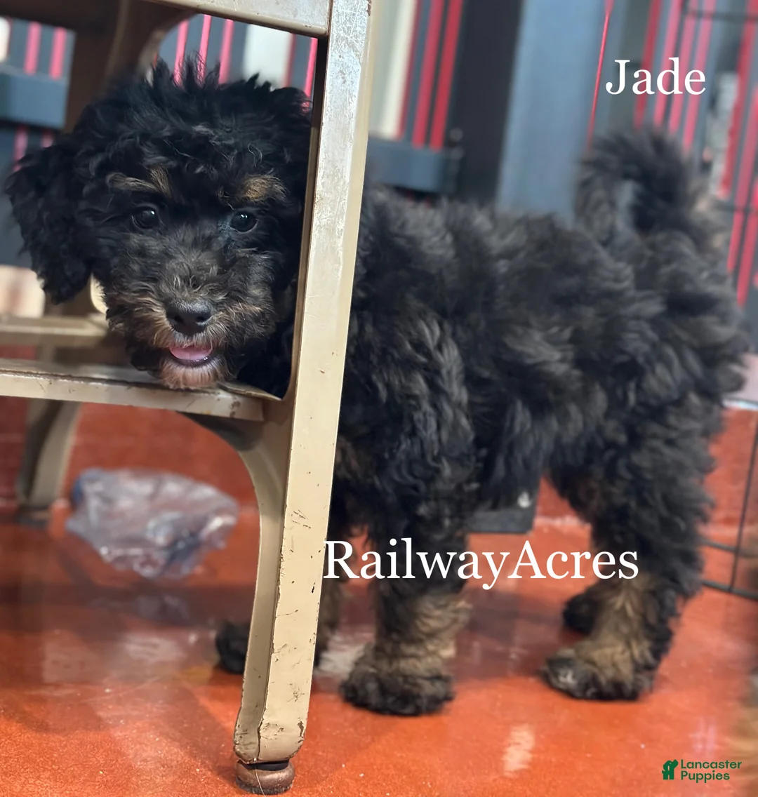 Mixed Breed dogs for sale: Golden Mt Doodle - Jade - Ad 7