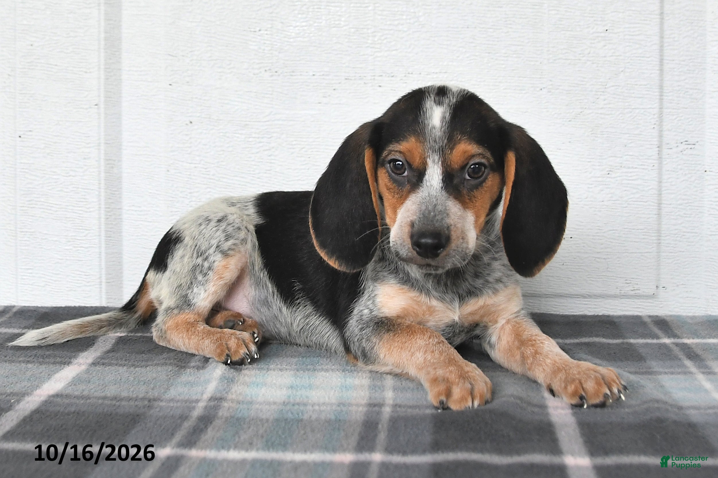 Beagle dogs Preston - Ad 2