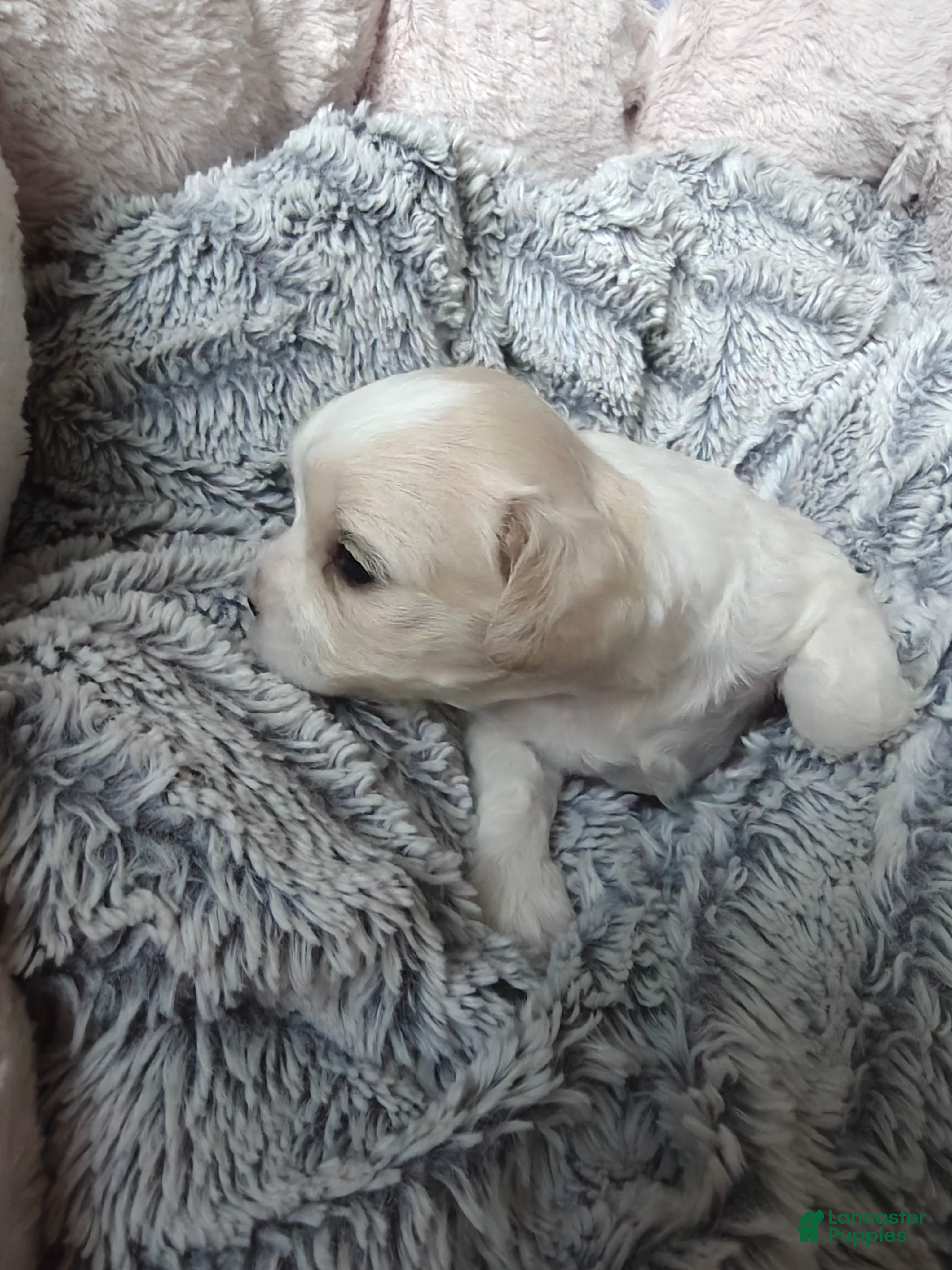 Mixed Breed dogs for sale: Chai - Ad 4