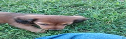 Miniature Dachshund dogs for sale: Miniature Dachshund 3 - Ad 3