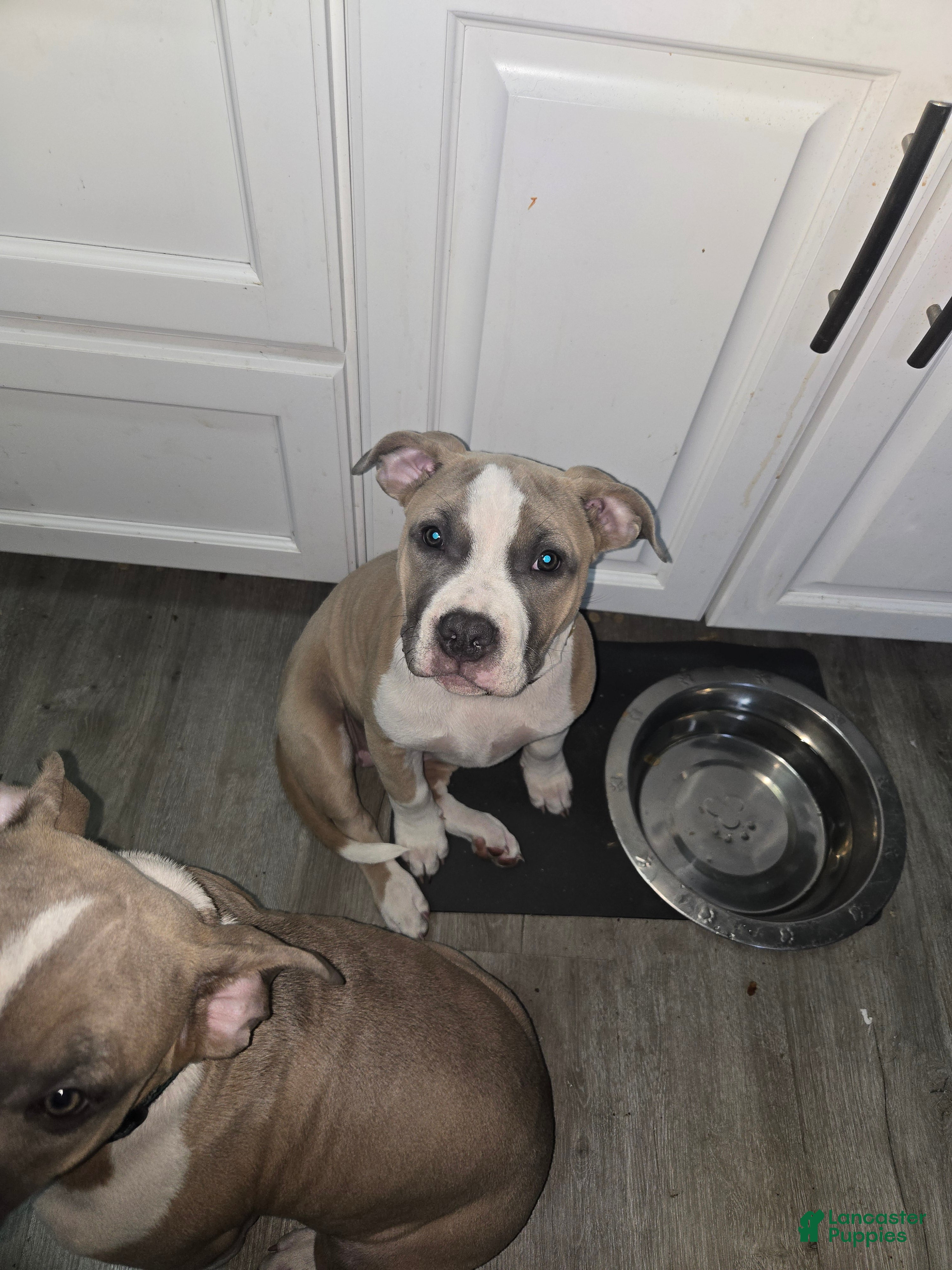 Mixed Breed dogs Suzy - Ad 3