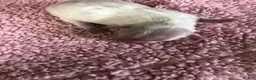 Maltipoo dogs for sale: Kali - Ad 1