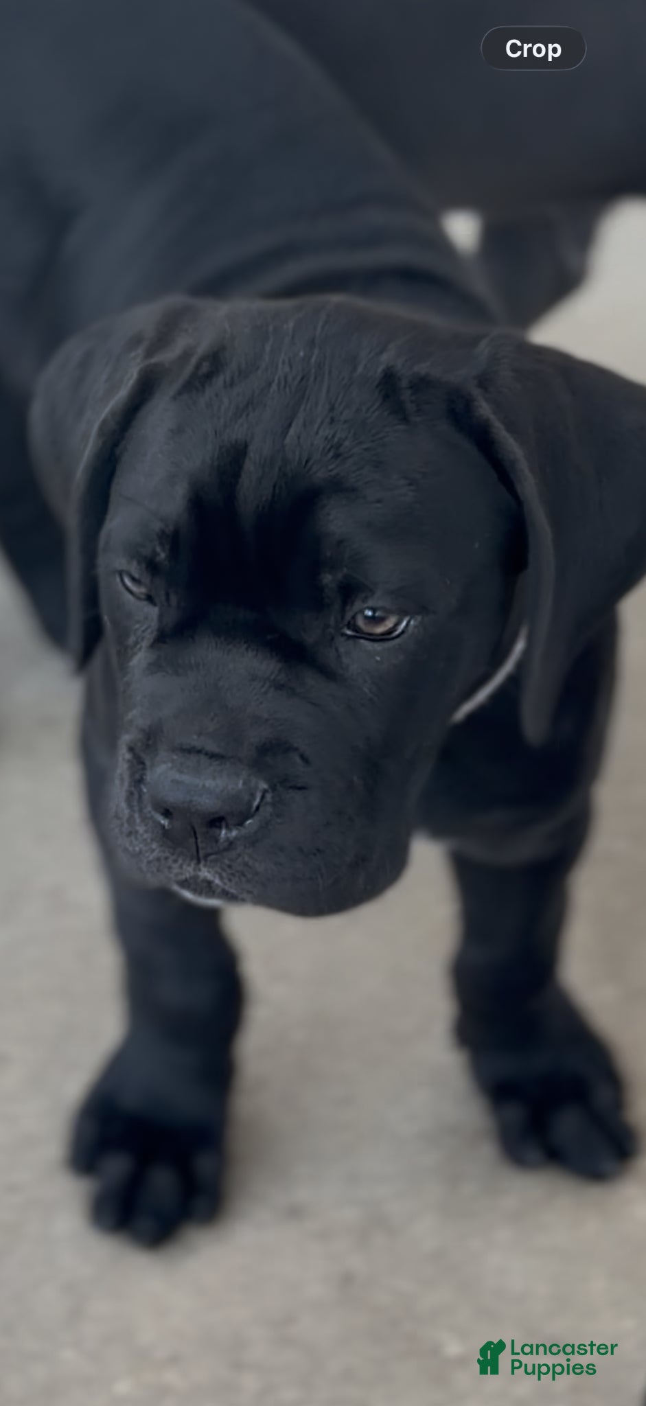 Cane Corso dogs Cane Corso Puppy 4 - Ad 13