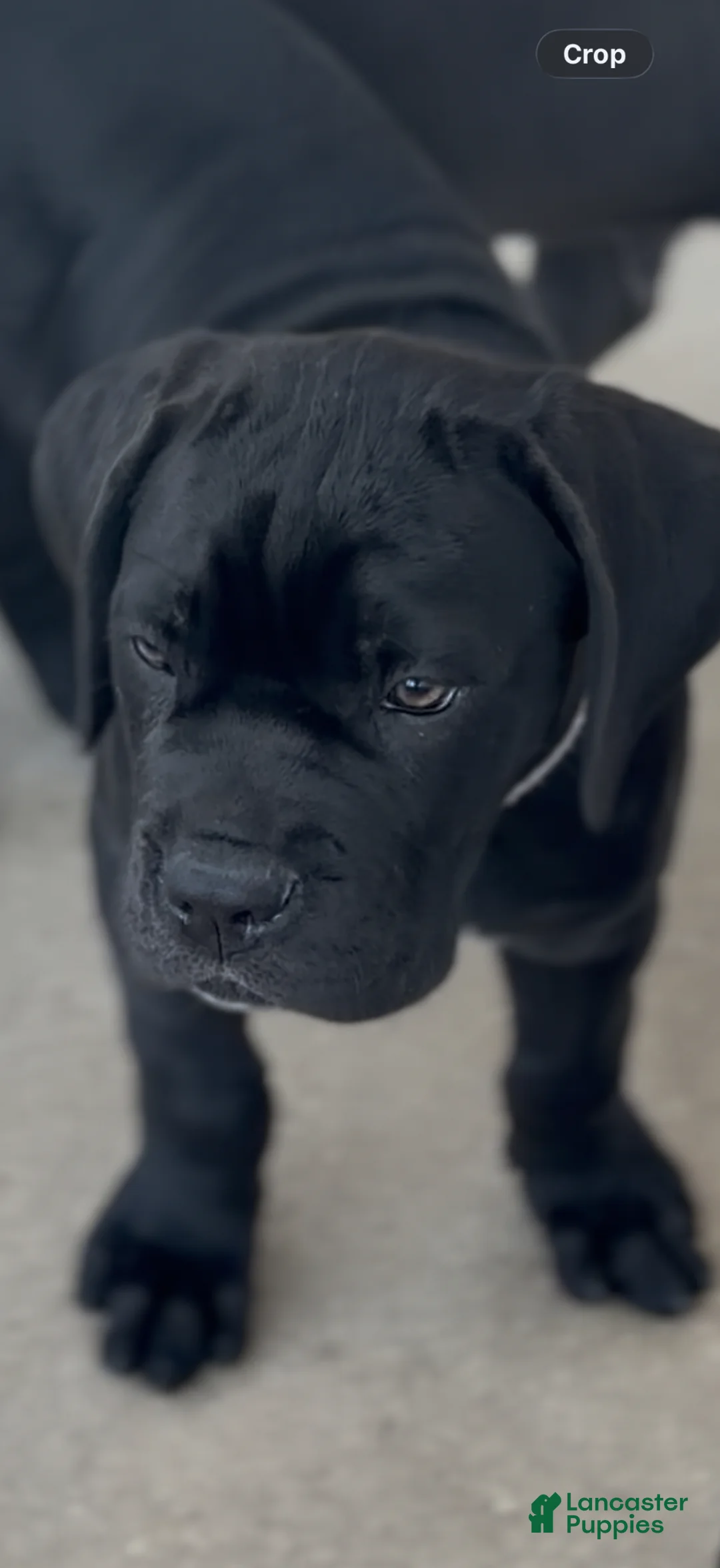 Cane Corso dogs for sale: Cane Corso Puppy 4 - Ad 1