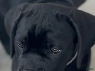 Cane Corso dogs Cane Corso Puppy 4 - Ad 18