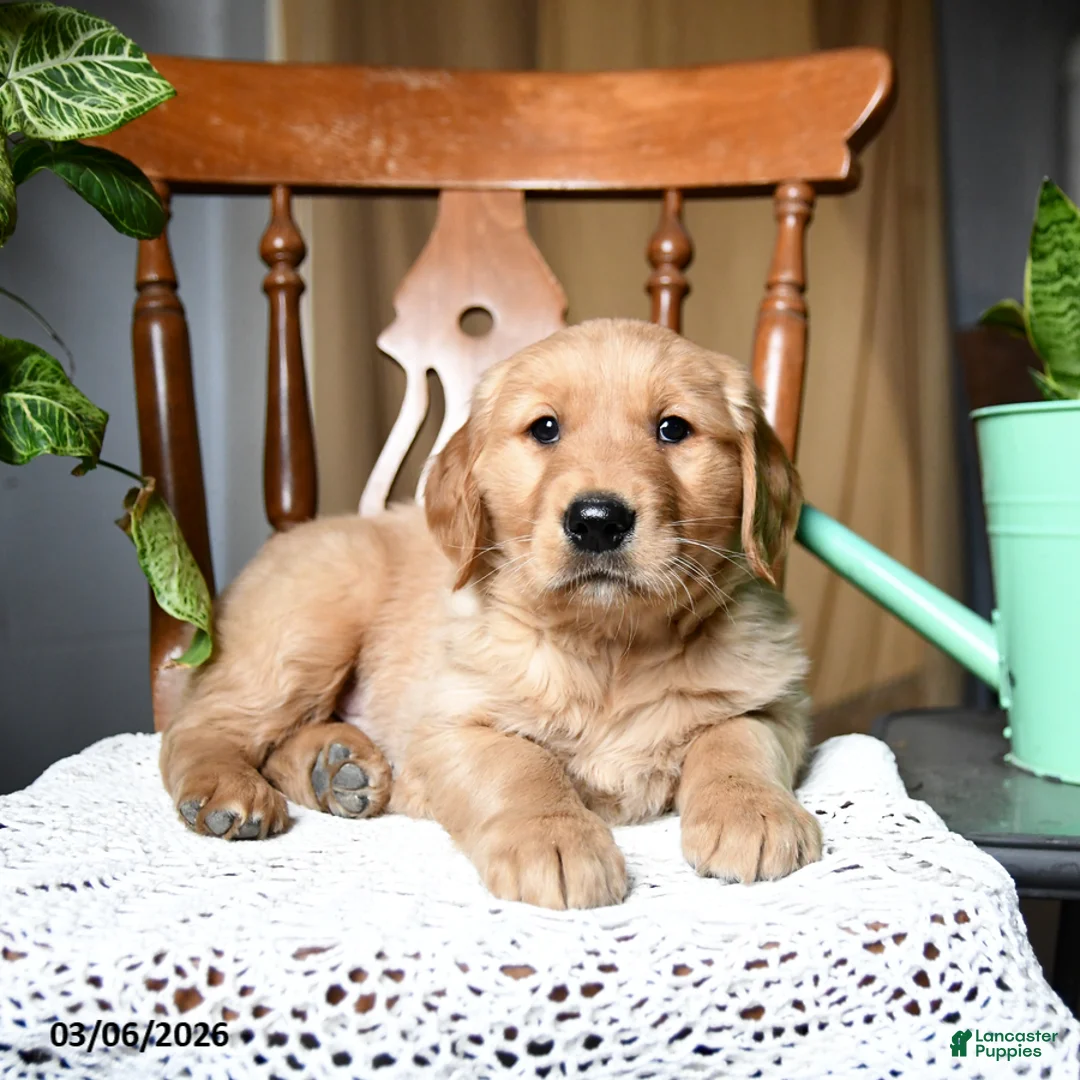 Golden Retriever dogs for sale: Crackers - Ad 2