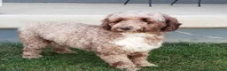Mini Goldendoodle dogs for sale: Precious - Ad 7