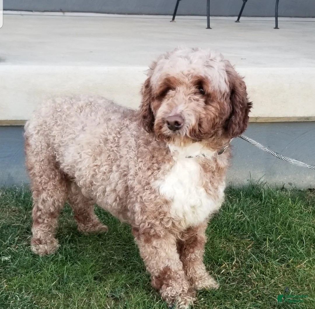 Mini Goldendoodle dogs for sale: Precious - Ad 7