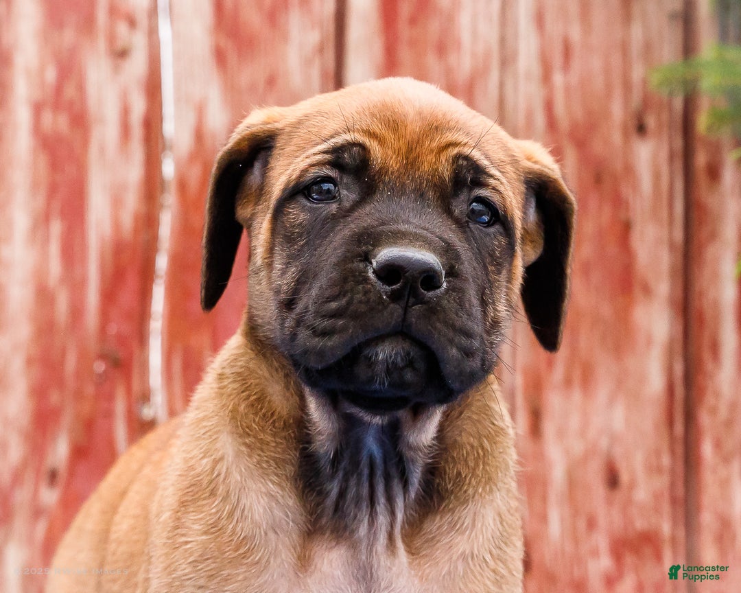 English Mastiff dogs for sale: Chloe - Ad 2