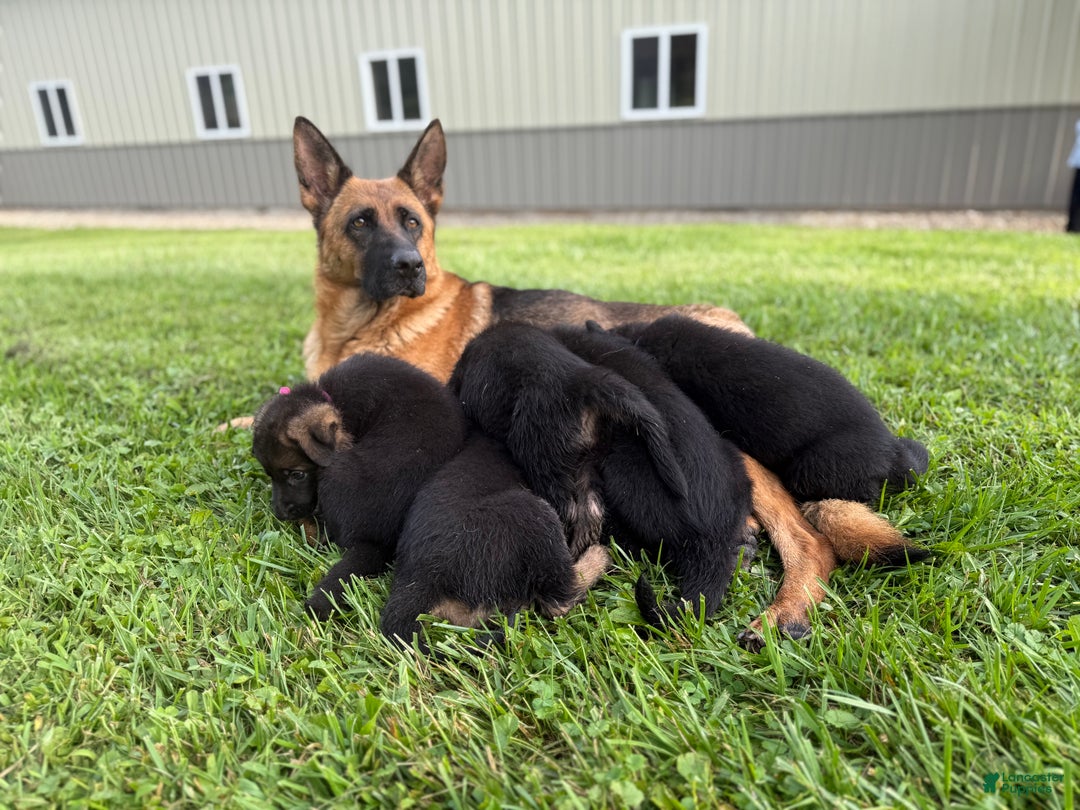 German Shepherd dogs for sale: German Shepherd Puppy 1 - Ad 10