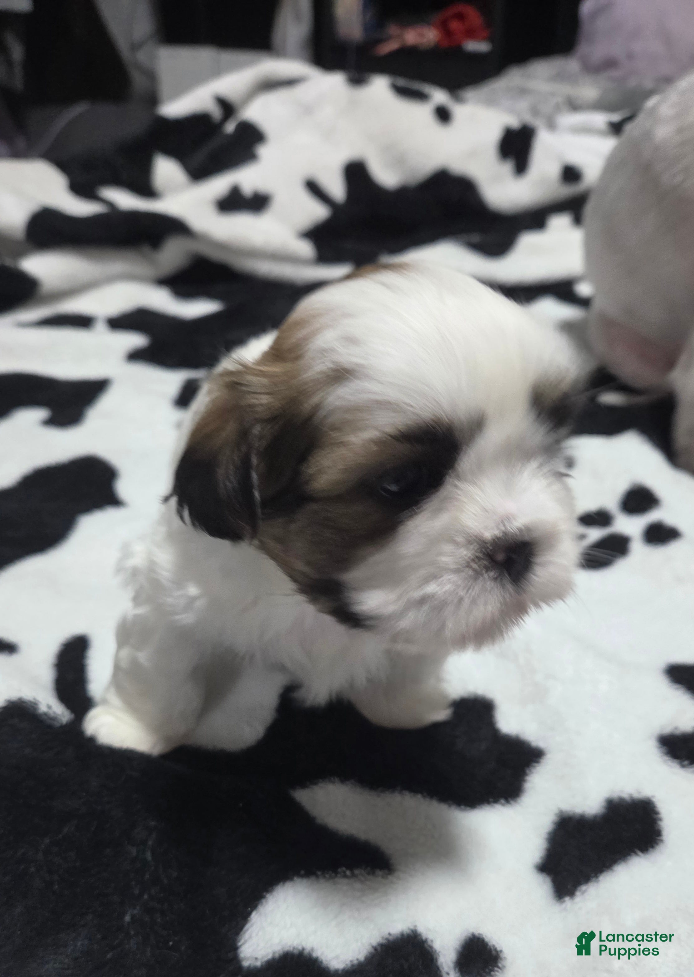 Shih Tzu dogs Buddy - Ad 35
