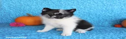 Pomsky dogs for sale: Willow - Ad 5