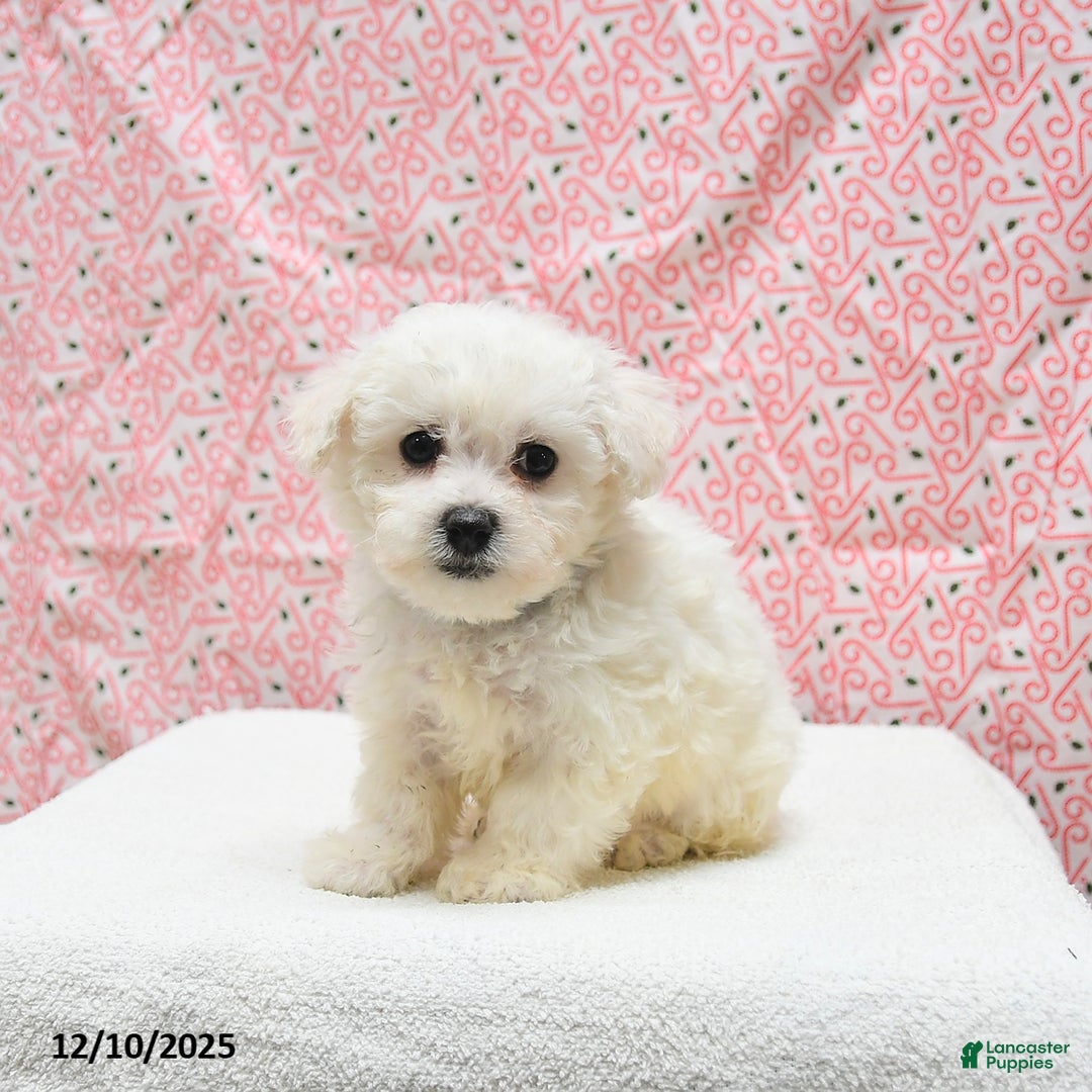 Bichon Frise dogs for sale: Prince   - Ad 5