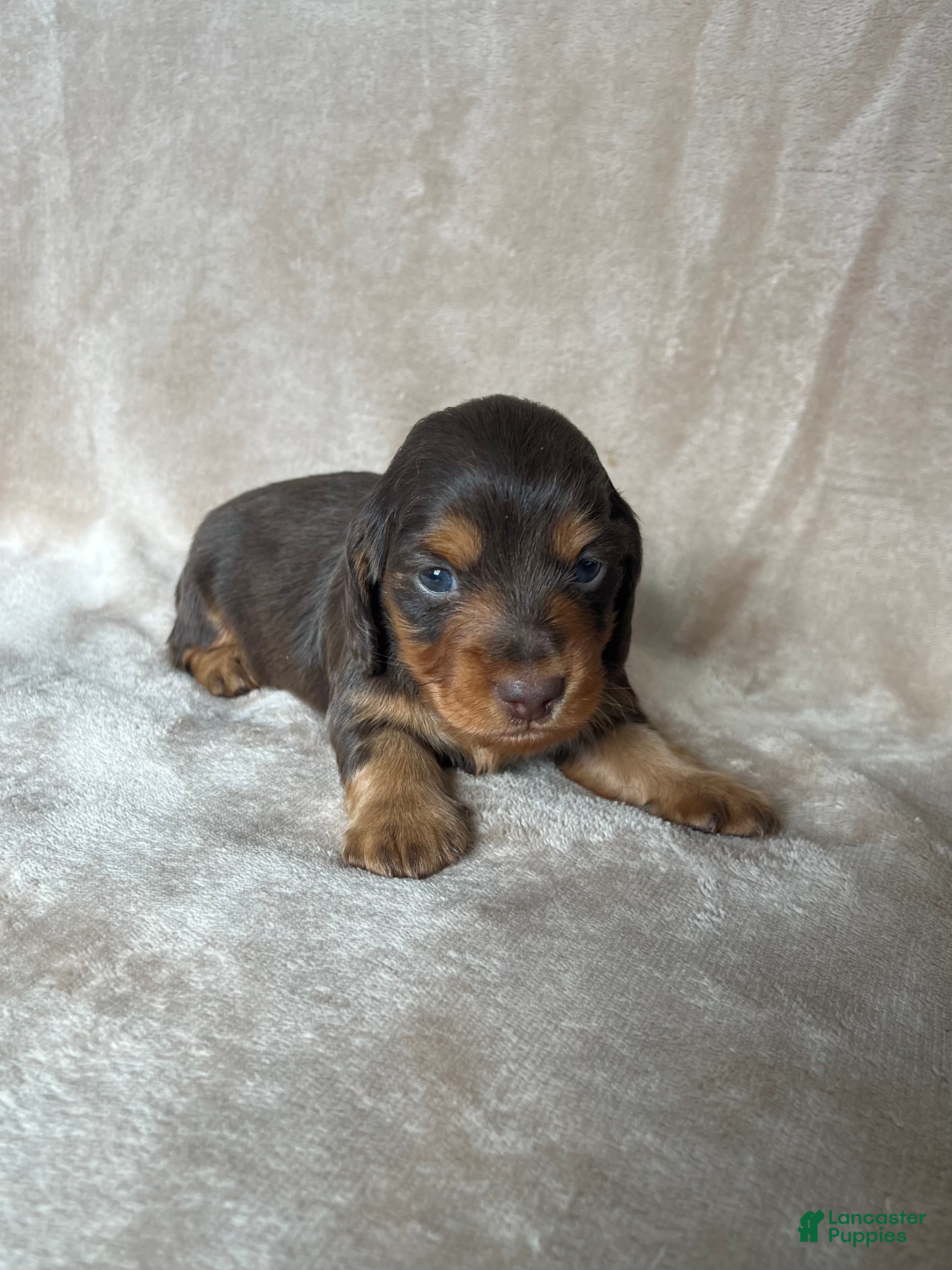 Miniature Dachshund dogs Akc Reed DNA OFA LH - Ad 8