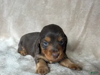 Miniature Dachshund dogs Akc Reed DNA OFA LH - Ad 8