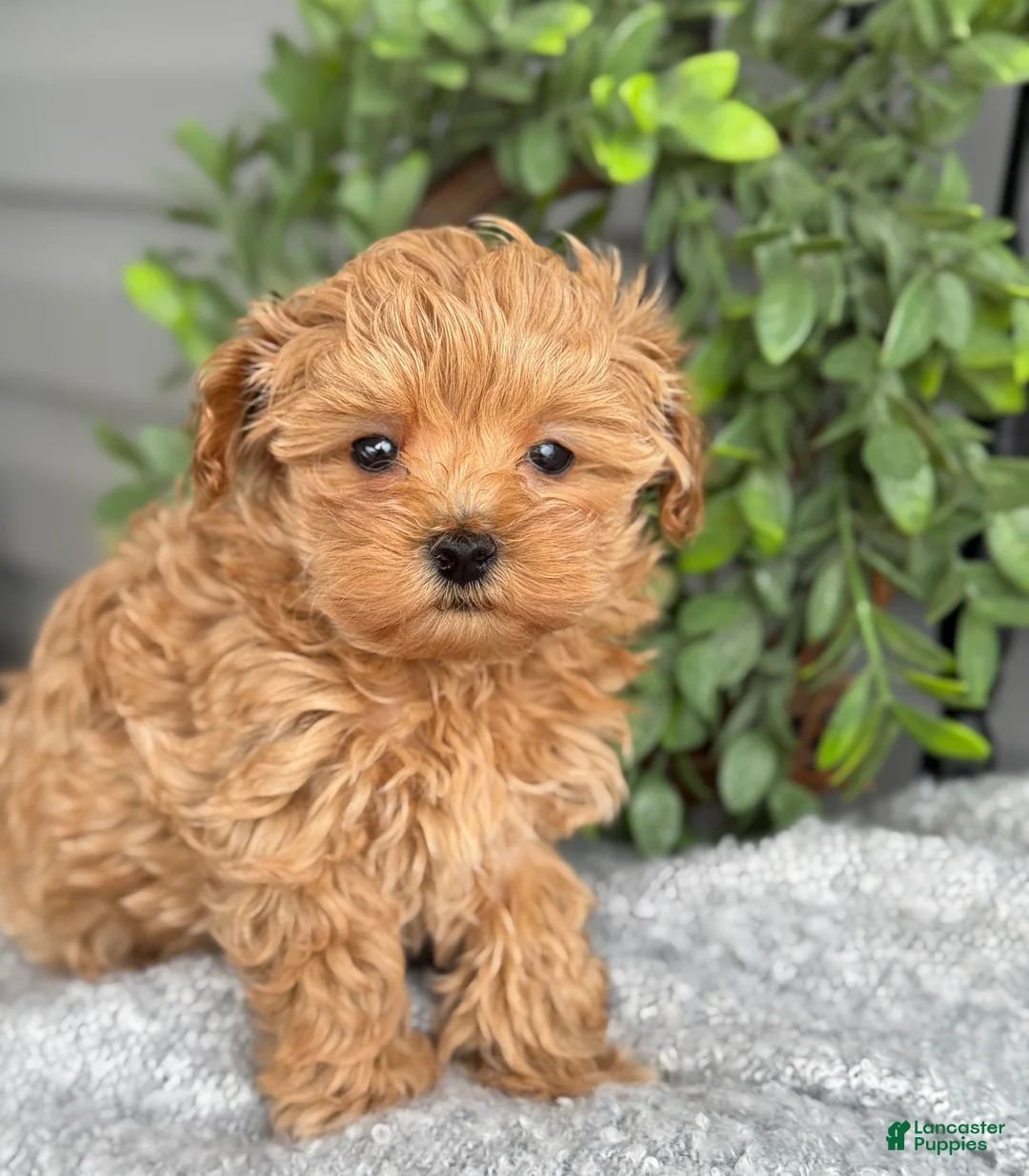 Maltipoo dogs for sale: Teacup - Ad 3
