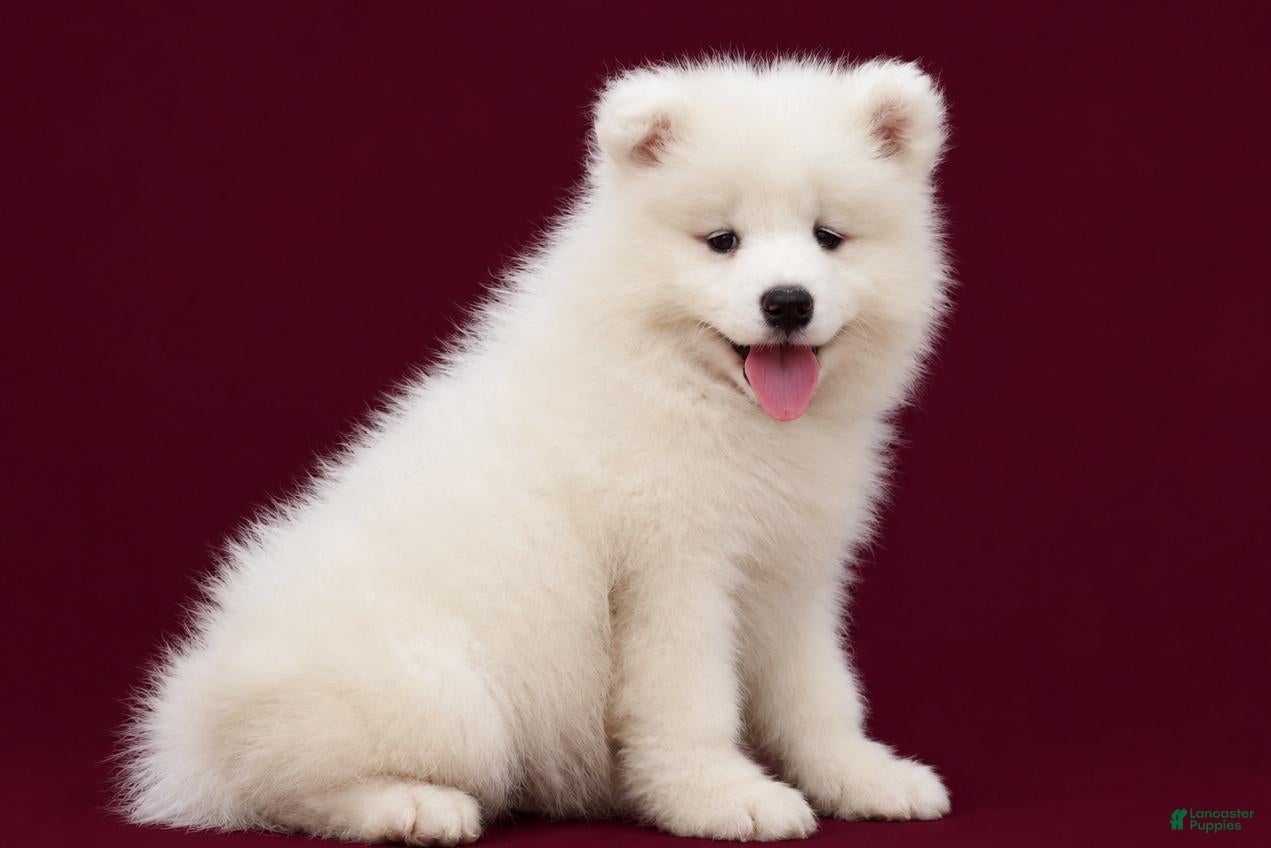 Samoyed dogs Cloud - Ad 2