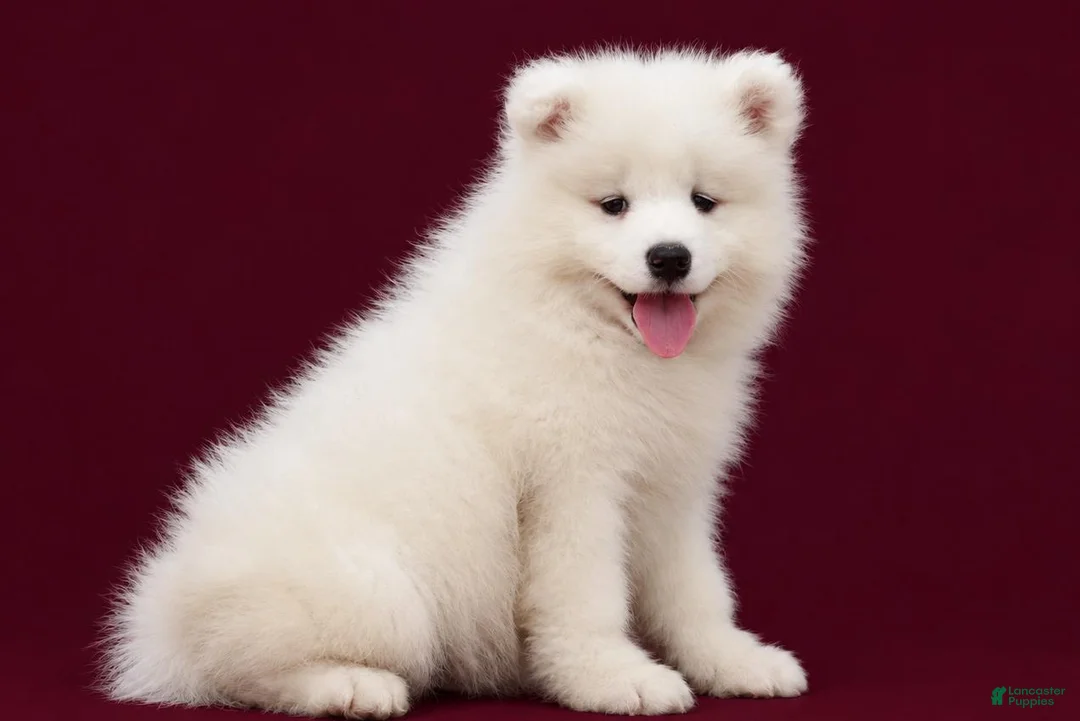 Samoyed dogs for sale: Cloud - Ad 2