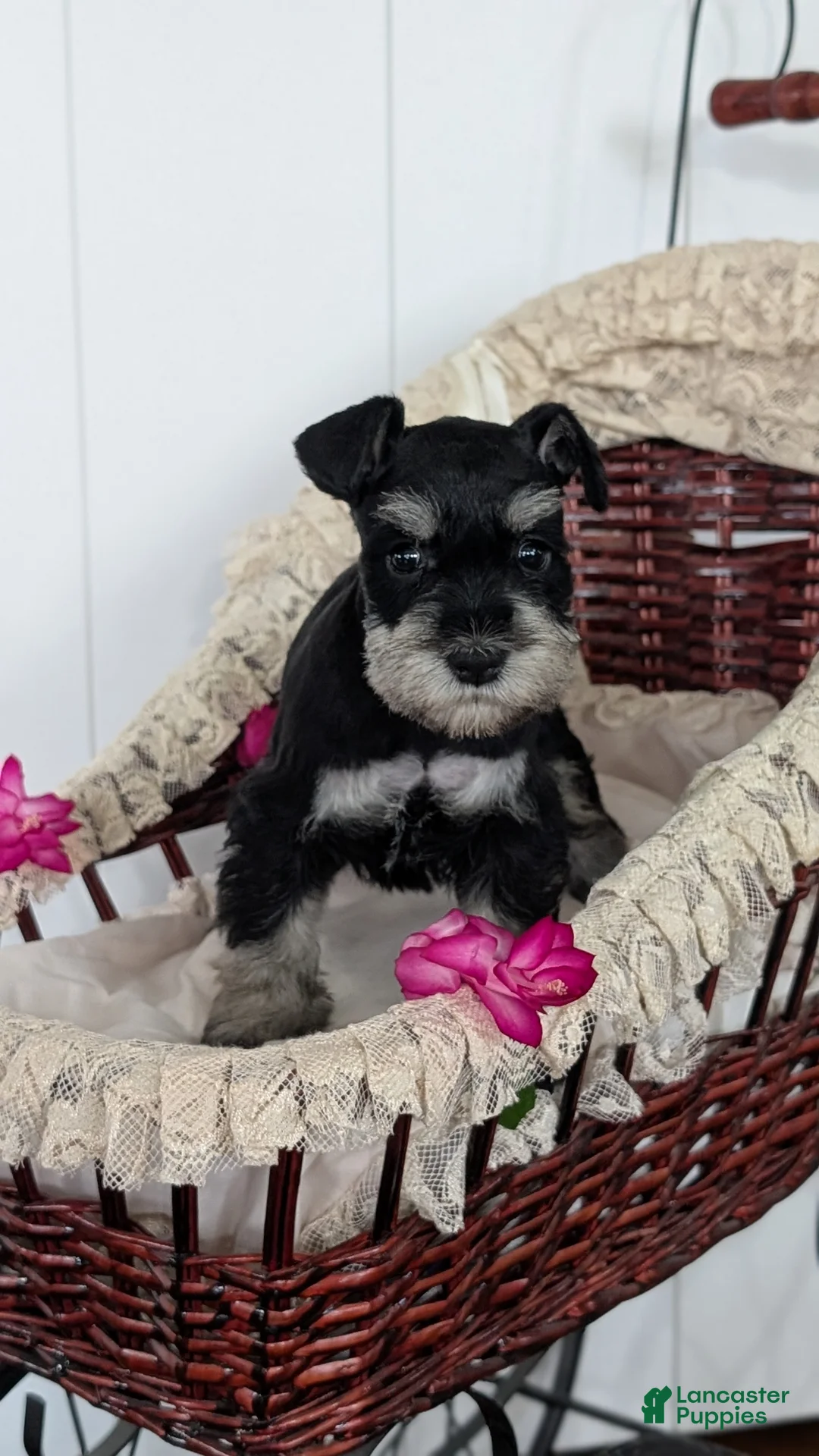 Miniature Schnauzer dogs for sale: Malia - Ad 2