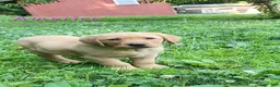 Labrador Retriever dogs for sale: America - Ad 9
