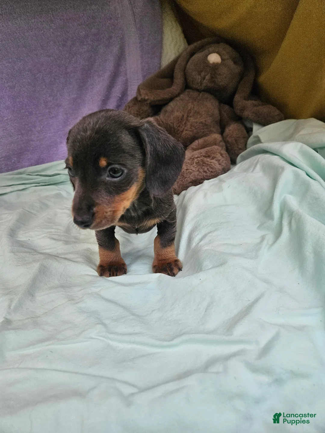 Dachshund dogs for sale: Prine - Ad 3