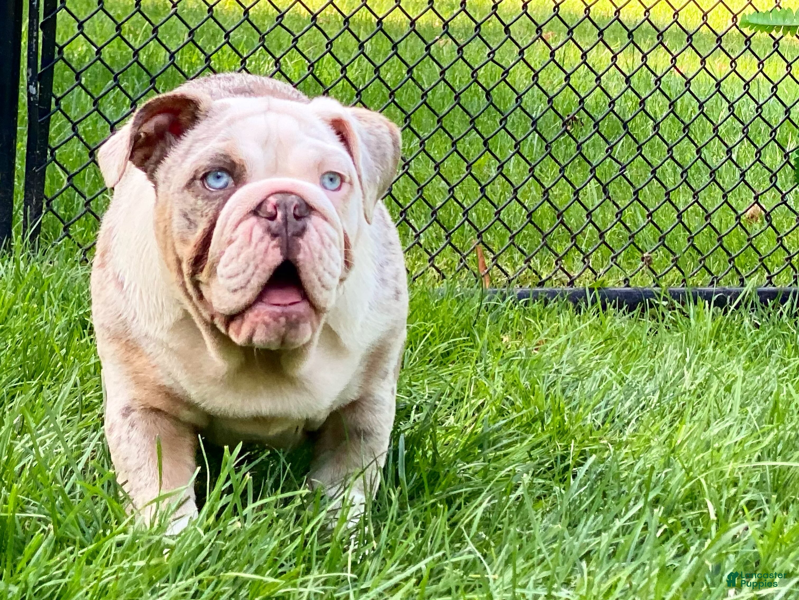 English Bulldog dogs Daisy - Ad 40