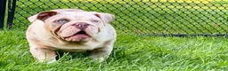 English Bulldog dogs for sale: Daisy - Ad 1